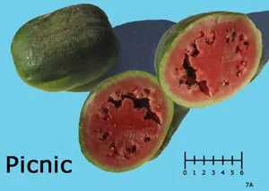 A halved, approximately 8-inch-long, oblong watermelon with red flesh and black seeds on a turquoise background, labeled "Picnic" with a measurement scale below.
