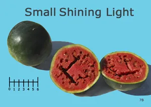 A dark green 6-inch round "Small Shining Light" watermelon with another melon cut in half to show its red flesh and dark seeds.