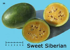 An oblong, about 9-inch-long, green Sweet Siberian watermelon, cut in half, showing yellow-orange flesh with white seeds.