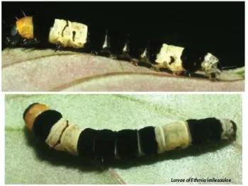 Larvae of Ethmia lesliesaulae