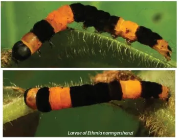 Larvae of Ethmia normgershenzi