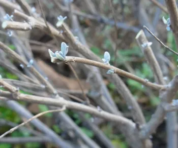 Bluebeard after pruning