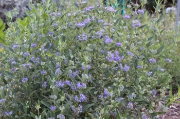 Bluebeard in full bloom