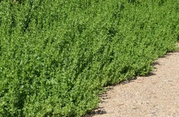 Coyote bush regrowth after pruning