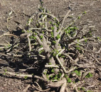 Coyote bush after very hard pruning