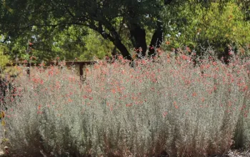 Epilobium 'Catalina' in full bloom
