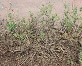 Salvia 'Fire Dancer' after pruning