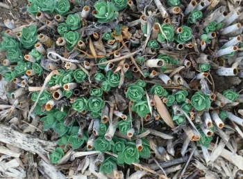 Sedum 'Autumn Joy' is pruned when we see new growth at the base of the plant
