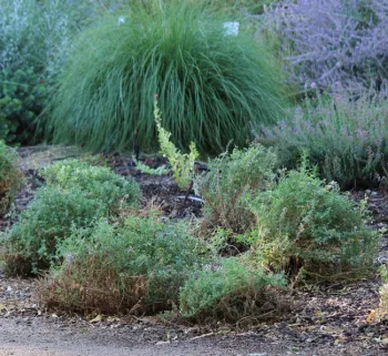Catmint 'Walker's Low' after pruning