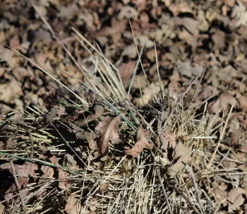 California fescue after pruning