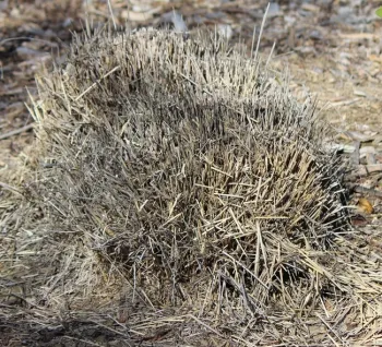 Deer grass after pruning