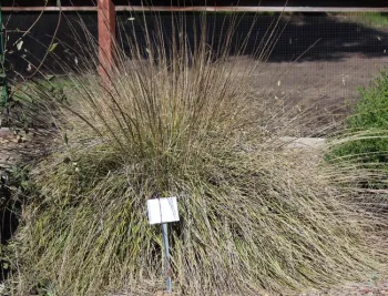 Deer grass before pruning