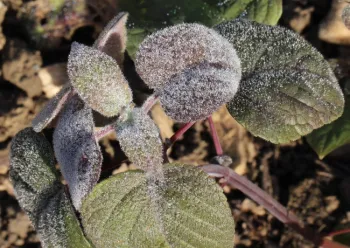 Water droplets on Salvia involucrata leaves