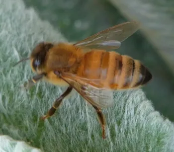 Honey bee drinks water droplets from lamb's ear
