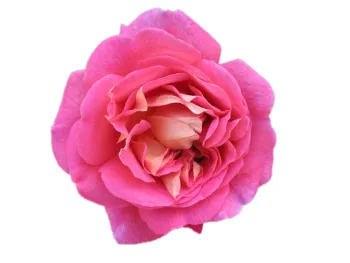 Rose Christopher Marlow David Giroux, MG