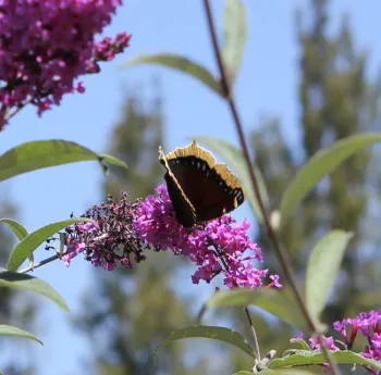 Butterfly on Buddlejia