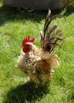 May - Chicken Que 049 - Pablo 5