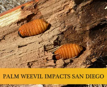 South-American-Palm-Weevil-banner