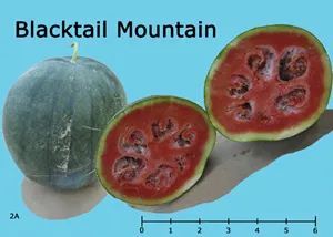 Blacktail Mountain watermelon: one whole dark green melon beside two halves revealing deep red flesh and black seeds; ruler at bottom showing its 6 inch round size.