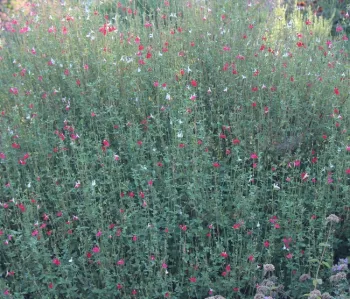 Sage 'Hot Lips'