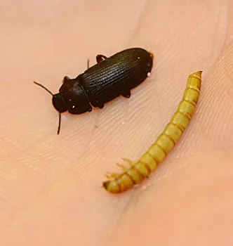 An adult darkling beetle is pictured next to larva.
