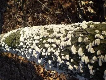Schizophyllum commune