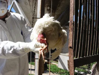 Example of twisted neck (PC: Pamela Hullinger).