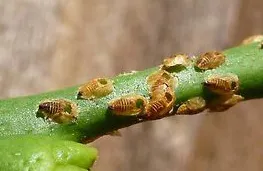 Parasitized ACP nymphs. Photo: M. Hoddle