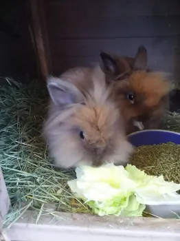 two bunnies