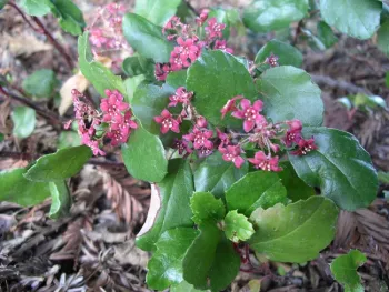 Catalina perfume, Cindy Weiner