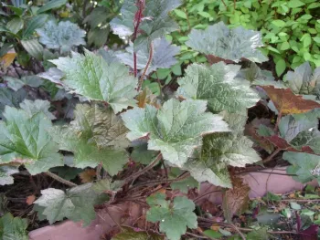 Heuchera 'purple palace,' Cindy Weiner