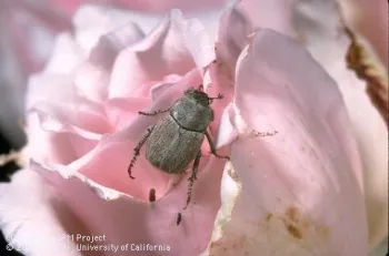 Hoplia beetle. [J.K.Clark]