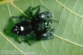 Adult jumping spider eating a housefly. (Credit: Jack Kelly Clark)