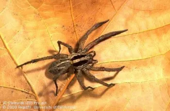 Adult wolf spider. (Credit: Jack Kelly Clark)