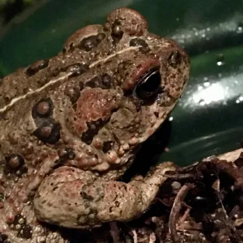toad