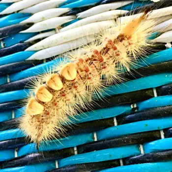 Western tussock moth