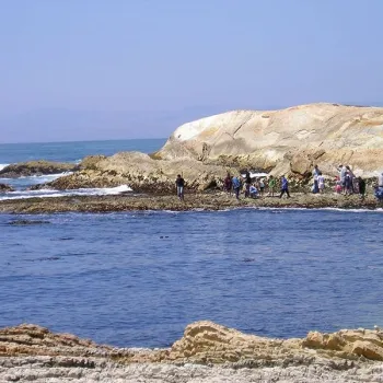 Camp Ocean Pines Naturalists