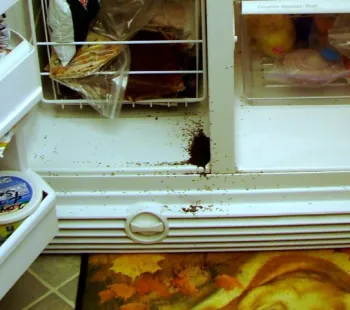 Ants Fridge crop