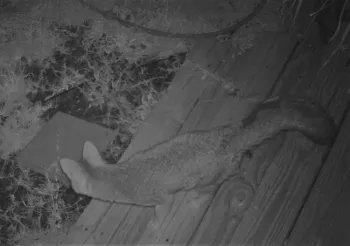 Gray fox (Urocyon cinereoargenteus)