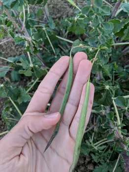 Slim seedpods with tiny seeds