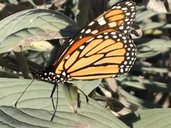 Monarch butterfly