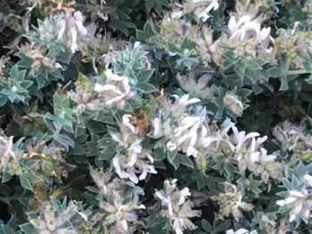 Hairy canary. (photos by Tina Saravia)