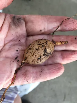 bulblet of foxtail fern