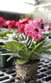 Healthy Gerbera plant and roots