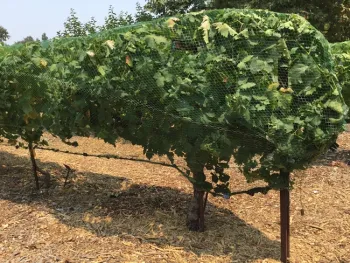 Black Monukka grape (photos by Tina Saravia)