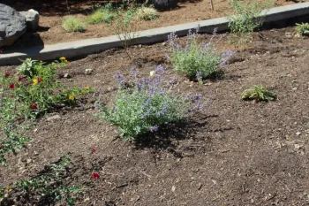 photos by Brenda Altman