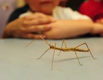 A walking stick or stick insect in the Bohart Museum of Entomology's live petting zoo. (Photo by Kathy Keatley Garvey)