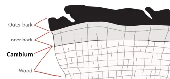 cambium