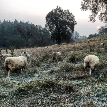 46454542 2432929290068717 447466842701692928 n