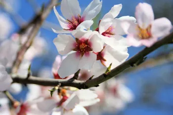 Salobrena_Almond_Blossom